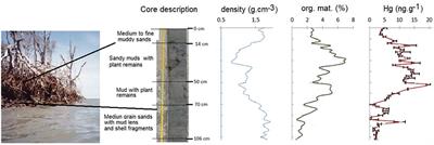 Mangrove Trace Metal Biogeochemistry Response to Global Climate Change